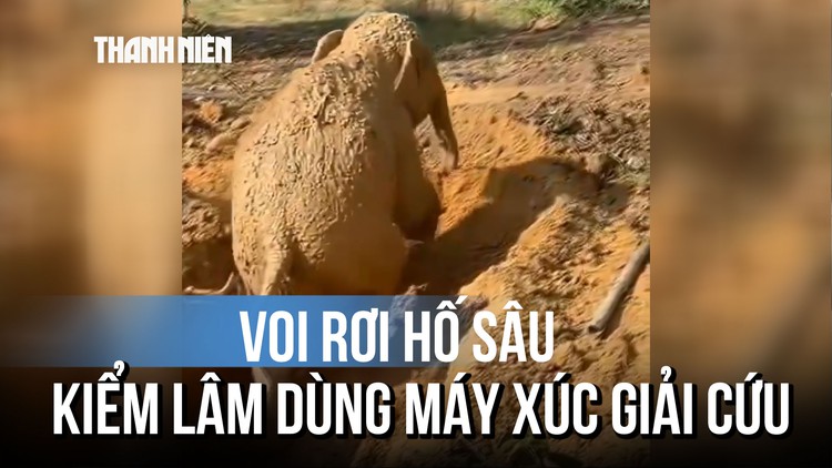 Cận cảnh cứu chú voi rơi xuống hố trong rẫy xoài