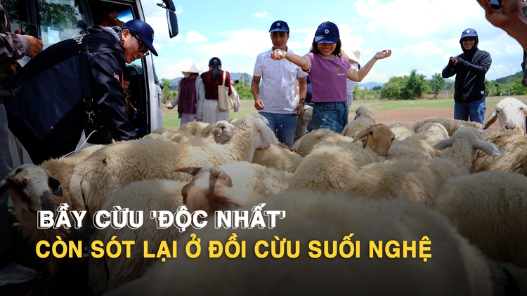 Từng gây sốt MXH, đồi cừu Suối Nghệ chỉ còn 1 đàn cừu níu chân du khách