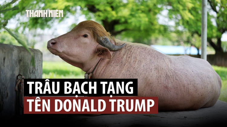 Trâu bạch tạng may mắn thoát kiếp bị hiến tế nhờ bờm vàng độc đáo