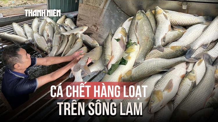 Gần 7 tấn cá lồng bè chết hàng loạt trên sông Lam