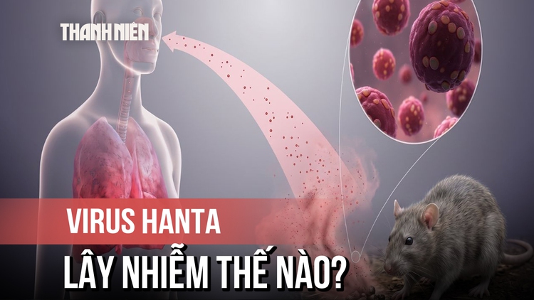 Virus Hanta: Bị chuột cắn cũng có thể nhiễm bệnh
