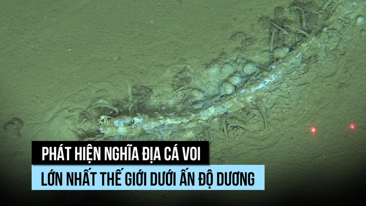 Bất ngờ nghĩa địa cá voi lớn nhất thế giới dưới đáy Ấn Độ Dương