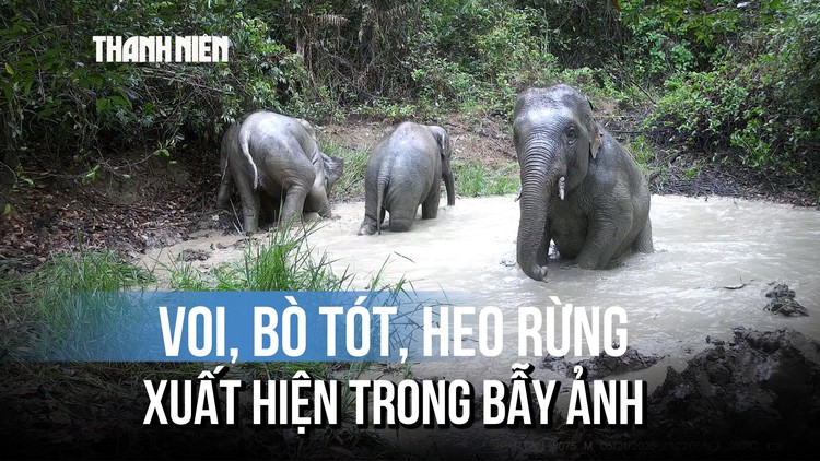 Khoảnh khắc hiếm: Voi con vô tư tắm bùn giữa rừng Mã Đà