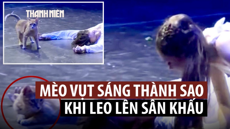 Mèo 'phá đám' màn kết bi thảm trong vở diễn Romeo và Juliet