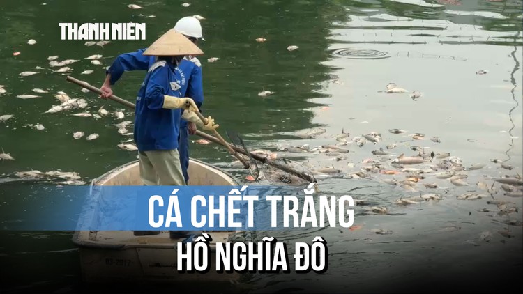 Hà Nội: Cá chết hàng loạt tại hồ điều hòa công viên Nghĩa Đô