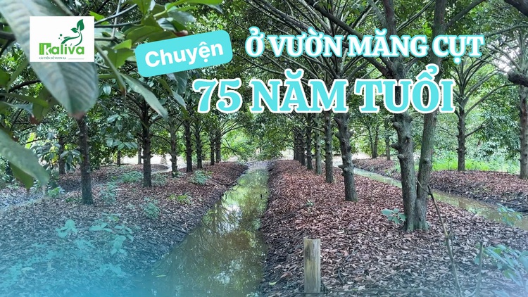 Cùng sống xanh số 153: Vườn măng cụt 75 tuổi và chuyện gầy dựng lại 'gia tài của tía'
