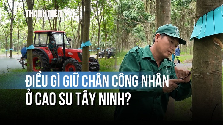Giữa sức hút của khu công nghiệp, cao su Tây Ninh giữ chân công nhân thế nào?