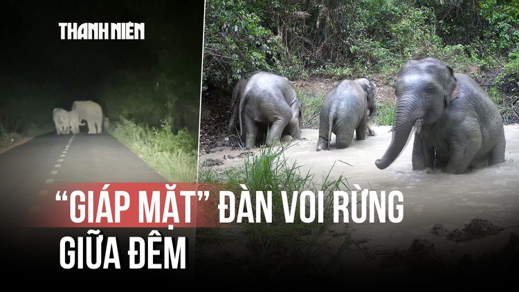 Khoảnh khắc 'giáp mặt' đàn voi rừng giữa đêm