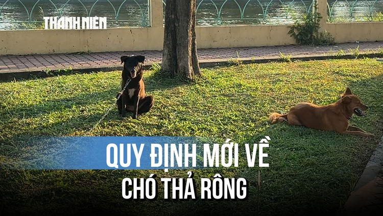 Quy định mới về chó thả rông khiến nhiều người gật gù: 'Chắc chắn là như vậy rồi...'