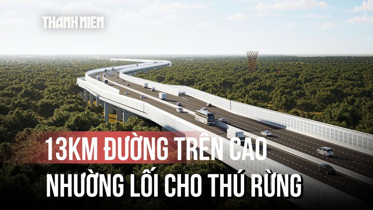 Choáng ngợp ảnh phối cảnh con đường trên cao xuyên rừng để nhường lối cho thú rừng