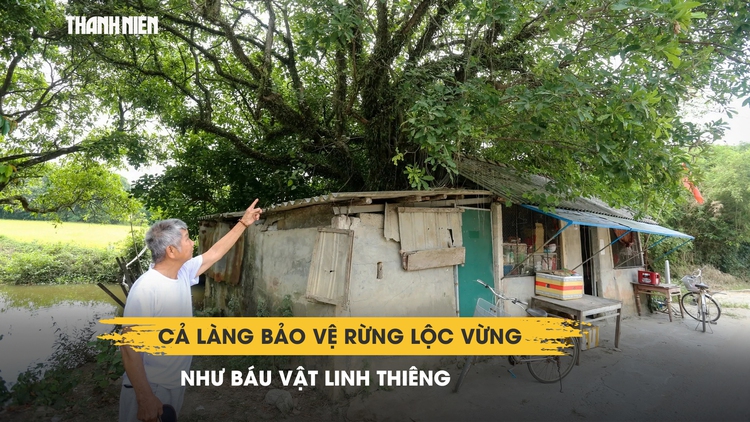 Ly kỳ ngôi làng Huế giữ rừng lộc vừng suốt hàng trăm năm: Ai chặt cây bị phạt nặng