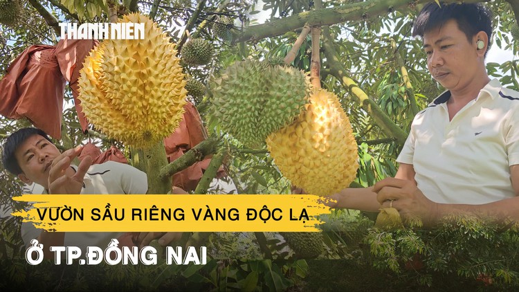 Chiêm ngưỡng vườn sầu riêng vàng độc lạ ở TP.Đồng Nai