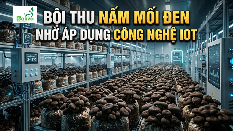 Cùng sống xanh số 154: Khi công chức dành ngày nghỉ cuối tuần phát triển nấm mối đen bằng công nghệ IoT