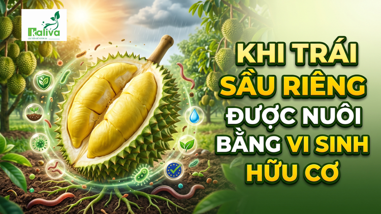 Cùng sống xanh số 151: Khẳng định chất lượng trái sầu riêng từ canh tác vi sinh