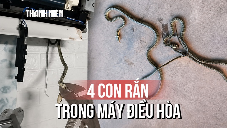 Chuyến đi sửa điện lạnh kinh hoàng: 4 con rắn trong máy điều hòa phòng ngủ