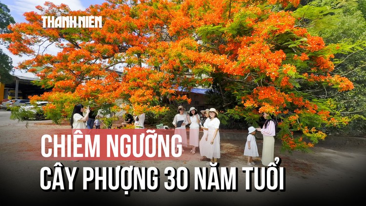 Cây phượng hơn 30 năm tuổi gây 'sốt', người dân đổ xô check-in
