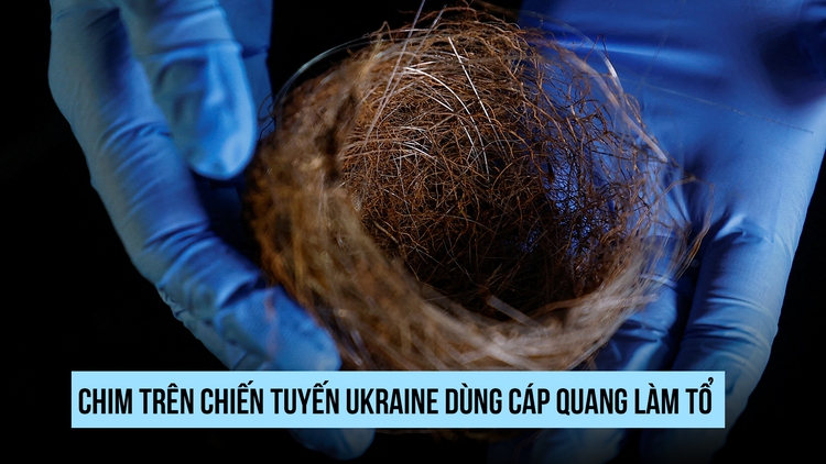 Thiên nhiên trên chiến tuyến: Khi chim dùng cáp quang làm tổ