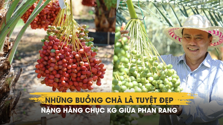 Chiêm ngưỡng những buồng chà là tuyệt đẹp nặng hàng chục kg giữa Phan Rang
