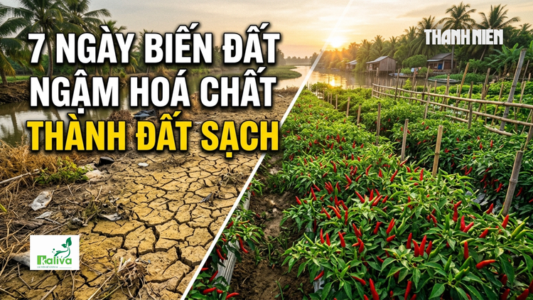 Cùng sống xanh số 156: Khi người yêu ớt biến đất ngậm hóa  chất thành đất sạch an toàn chỉ trong 7 ngày