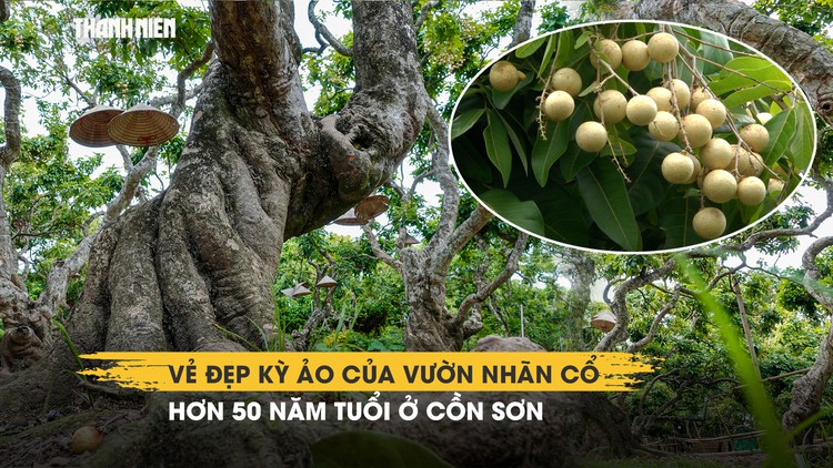 Vẻ đẹp kỳ ảo của vườn nhãn cổ hơn 50 năm tuổi ở Cồn Sơn