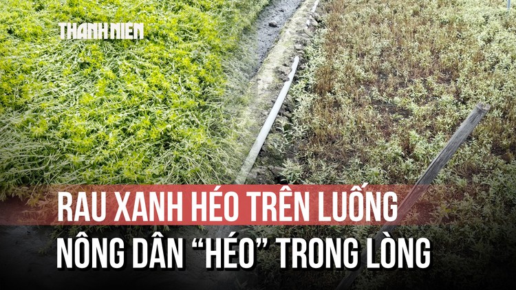 Nhiều ruộng rau ở Đồng Tháp hư hại, lá chuyển sang màu trắng bất thường