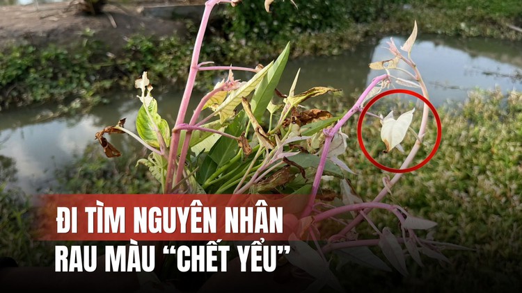 Đi tìm nguyên nhân rau màu 'chết' bất thường ở Đồng Tháp
