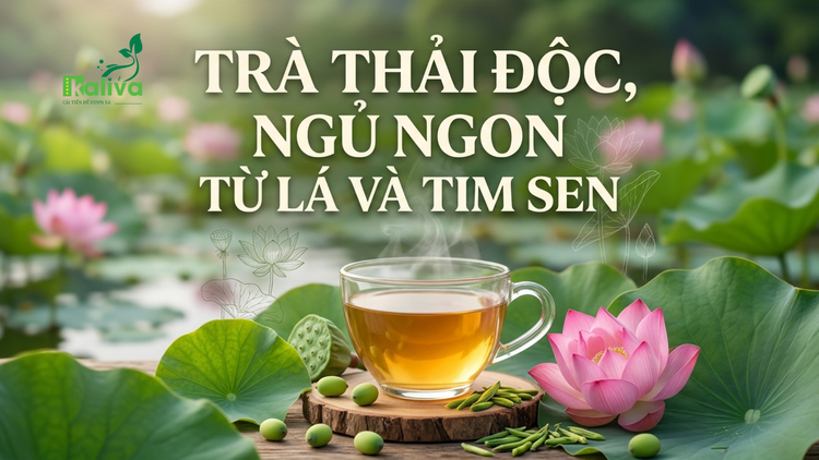 Cùng sống xanh số 157: Khi lá sen và tim sen biến thành trà hòa tan