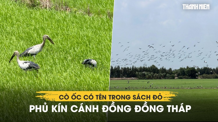 Xem hàng ngàn cò ốc có tên trong Sách đỏ phủ kín cánh đồng Đồng Tháp
