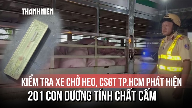 Kiểm tra xe chở heo, CSGT TP.HCM phát hiện 201 con dương tính chất cấm