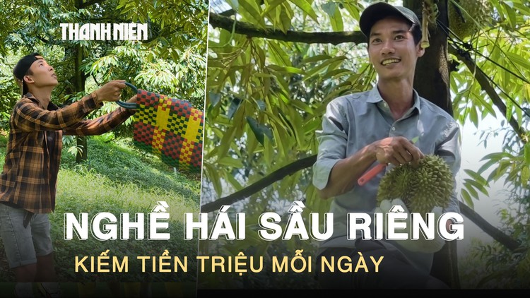 Leo cây ‘hái tiền’: Nghề thu hoạch sầu riêng kiếm tiền triệu mỗi ngày ở Lâm Đồng