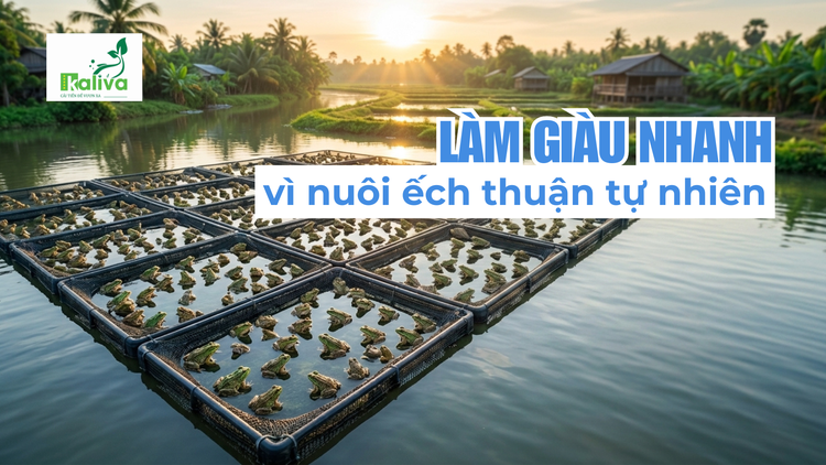 Cùng sống xanh số 155: Anh nông dân làm giàu từ… 8 cặp ếch nhờ nuôi thuận tự nhiên