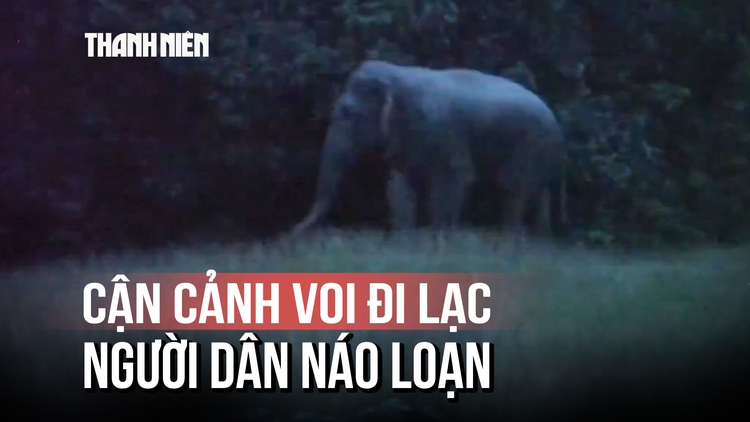 Đồng Nai: Voi rừng ‘đi lạc’ vào làng, người dân hoảng hốt