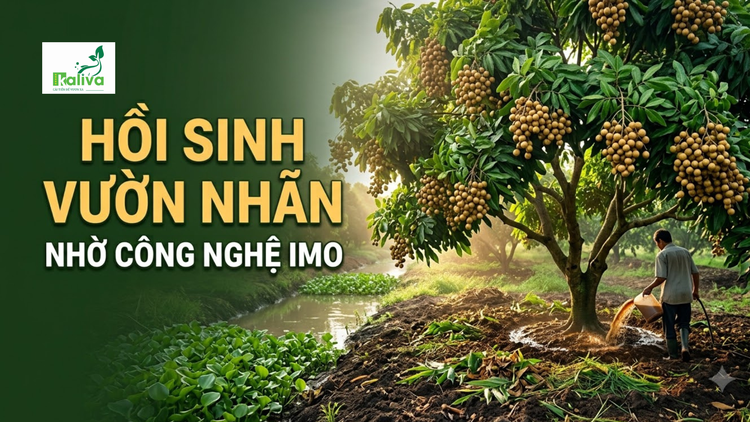 Cùng sống xanh 161: Khi cây nhãn hồi sinh, khỏe mạnh nhờ IMO