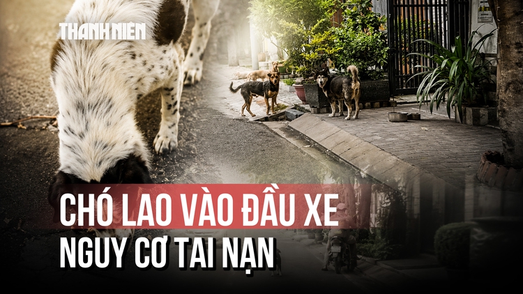 Chó thả rông rượt người, lao vào đầu xe ở khu dân cư Cát Lái