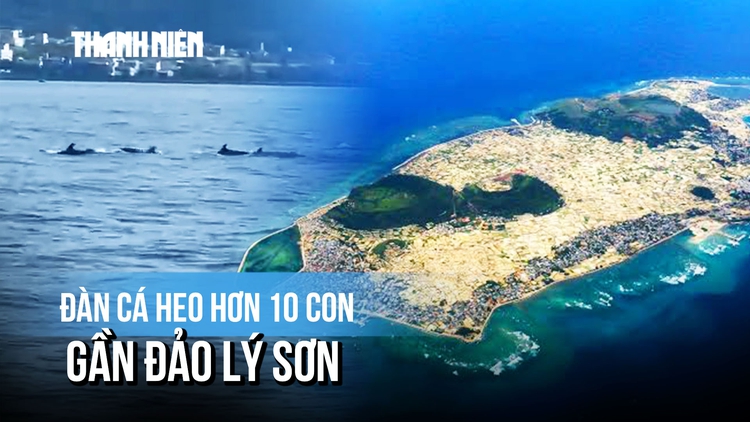 Thích thú khoảnh khắc đàn cá heo hơn 10 con xuất hiện gần đảo Lý Sơn
