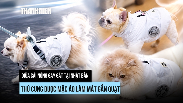 Sướng như thú cưng giữa nắng hè Nhật Bản