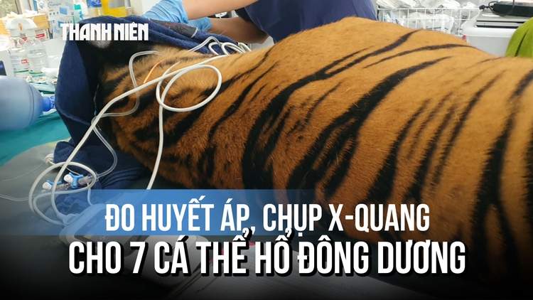 Đo huyết áp, chụp X-quang cho 7 cá thể hổ Đông Dương tại Vườn quốc gia Phong Nha - Kẻ Bàng