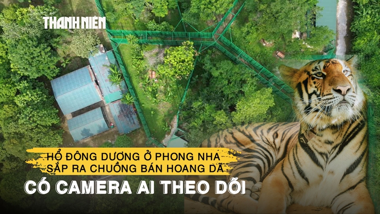 Hổ Đông Dương ở Phong Nha sắp ra chuồng bán hoang dã có camera AI theo dõi