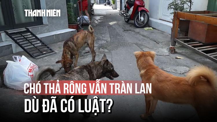 Áp dụng mức phạt đến 2 triệu đồng: Vì sao chó thả rông không rọ mõm vẫn tràn lan tại TP.HCM?