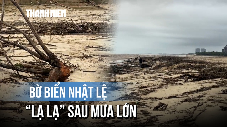 Bờ biển Nhật Lệ hóa 'bãi tập kết' củi, gỗ sau nhiều ngày mưa lớn