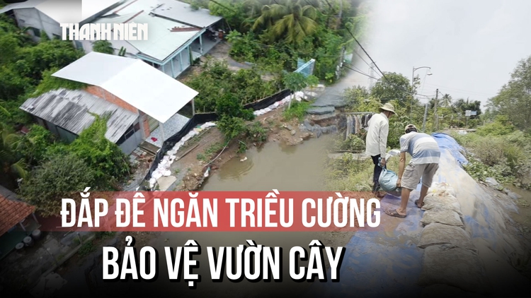 Dân vùng sạt lở Đồng Tháp chật vật đắp đê, ngăn triều cường cứu vườn cây ăn trái