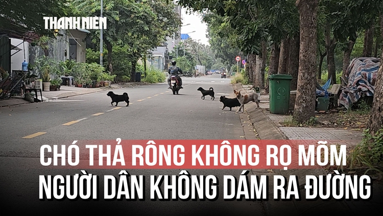 Chó thả rông bủa vây khu dân cư Cát Lái, người dân ngại ra đường tập thể dục