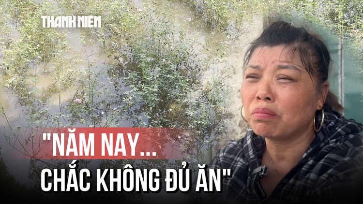 Làng hoa Tây Tựu úng rũ, nông dân thở dài trước nguy cơ mất trắng