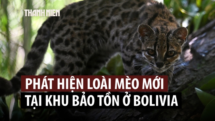 Sau hơn 100 năm mới phát hiện loài mèo hoang mới