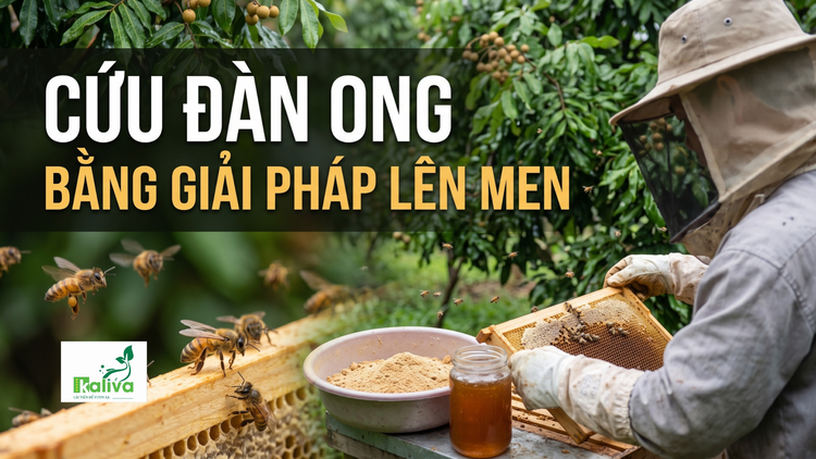 Cùng sống xanh 167: Đi lan tỏa giải pháp IMO phát hiện cách chữa tiêu chảy cho ong
