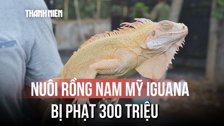 Người đàn ông nổi tiếng trong giới nuôi rồng Nam Mỹ, vì sao bị phạt 300 triệu đồng?