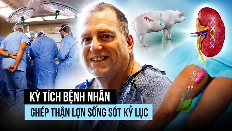 Bệnh nhân ghép thận lợn đạt thời gian sống kỷ lục