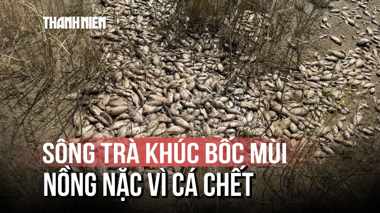 Sông Trà Khúc bốc mùi hôi thối vì cá chết mắc cạn giữa các ao tù