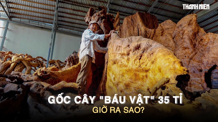 Gốc cây ‘báu vật’ 35 tỉ đồng từng gây xôn xao miền Tây, giờ ra sao?