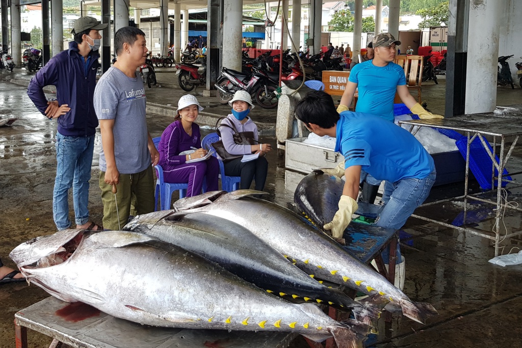 Ngư dân Khánh Hòa trúng đậm cá ngừ đại dương dịp năm mới